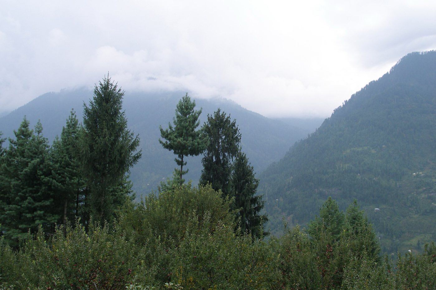 Pine Valley Homestay — The Valley, photo 3 of 8